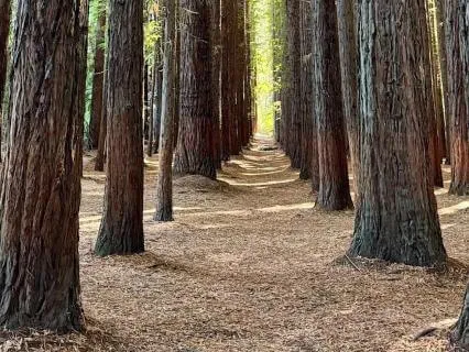 Trees: Breathing With The Living World (Not Alone Series)