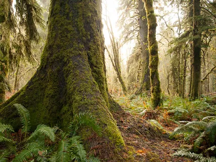 Find Strength With The Trees