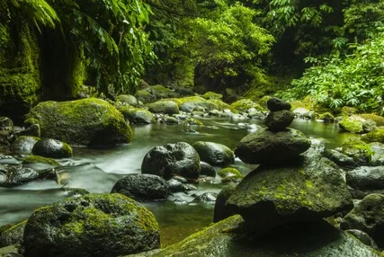 Trevina Brook, A Woodland Stream In Cornwall, England