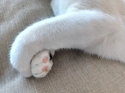 תרגול עם תחושות גוף, ודאנה וכאב