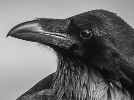 Trickster Raven Game Wild Woman Guided Archetype Meditation