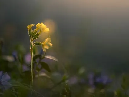 Trilogy Of Prayers With Enchanting Harp