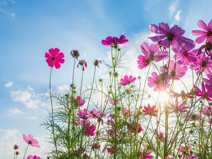 Trinity Of Body Healing Frequency