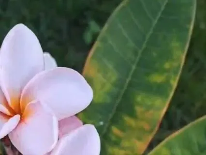 Tropical Flower Meditation