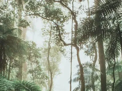 Tropical Forest 8 Hour Soundscape - For Sleep or Calm Focus