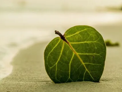 Tropical Forest Focus Music With 7Hz | Concentration & Flow