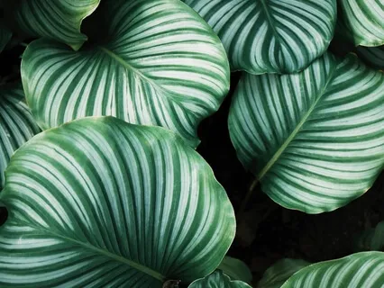 Tropical Paradise Meditation Music