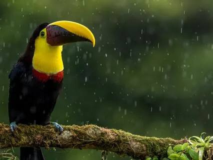 Tropical Rain Power Nap Binaural Deep Healing Frequencies