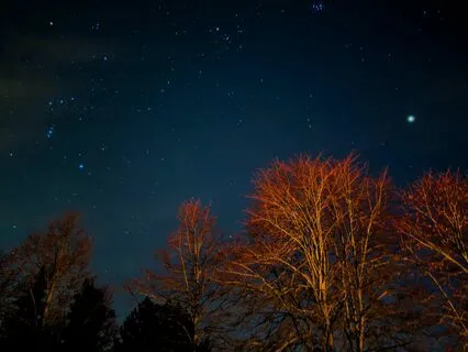 Tropical Tranquility: Sounds From The Depths Of The Jungle