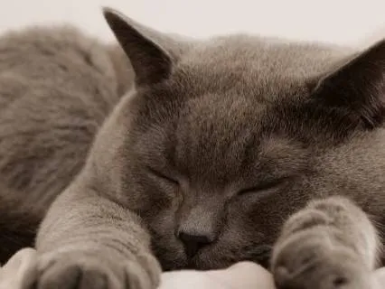 Trouble Getting Back To Sleep