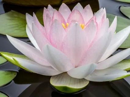 True Beauty Lies Inside