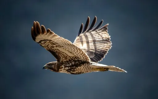 True Freedom At Work