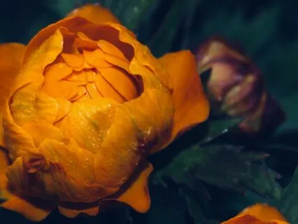 True Gratitude - Raise Your Vibration