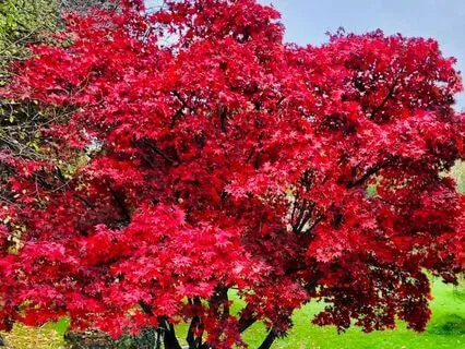 True Letting Go, No Progressive Muscle Relaxation (Live)