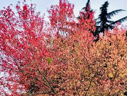 True Letting Go, With Progressive Muscle Relaxation (Live)