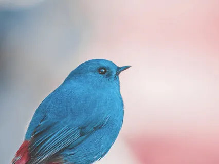 True Love Home Of Heart -  Bird Harmony 