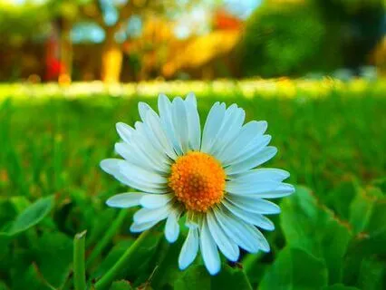 True Love (Oboe, Piano, Cello)