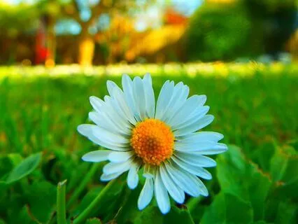 True Love Piano & Cello