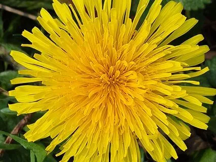 True Mind Dwells On Nothing