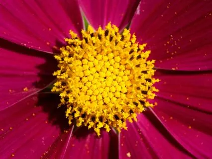 True Nature True Nature