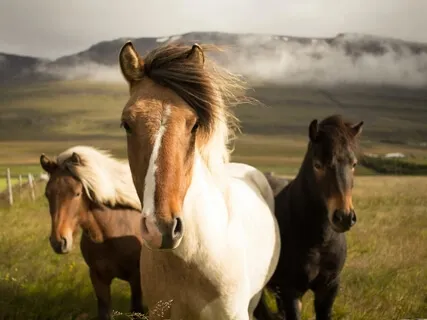 True Power - Fierce Compassion