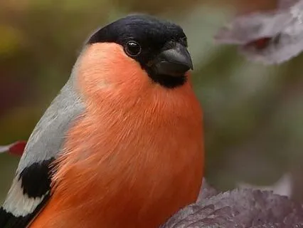 True Witnessing Brings Self-Knowledge And Transformation