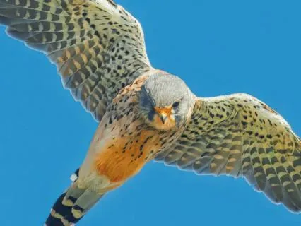 Trust: A Falcon’s Guide To Believing In Yourself