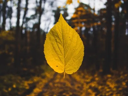 Trust And Surrender - Morning Practice