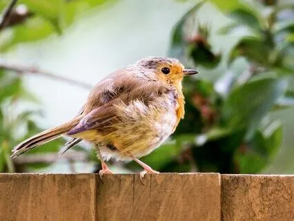 Trust In Your Ability To Thrive: A Daily Grounding Ritual