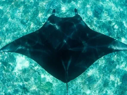Trust, Sensitivity & Flow: Guided By The Manta Ray Spirit