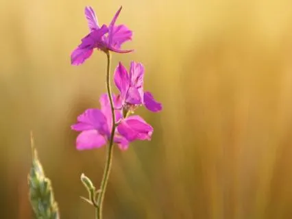 Trust & Surrender: A Meditation To Soften And Let Go