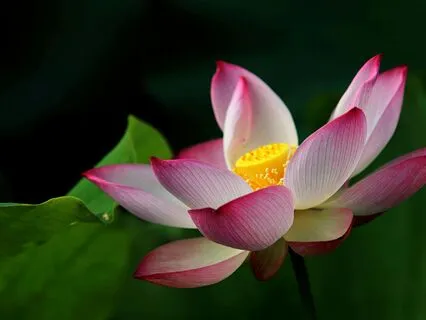 Trust The Blossoming Lotus | A Message From My Higher Self