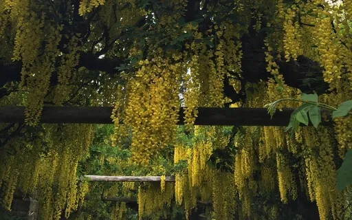 Trust The Heart (Live Replay No. 8)