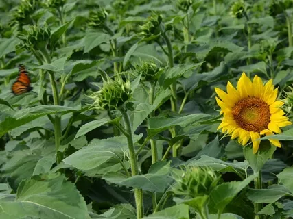 Trust The Process (Piano Meditation)