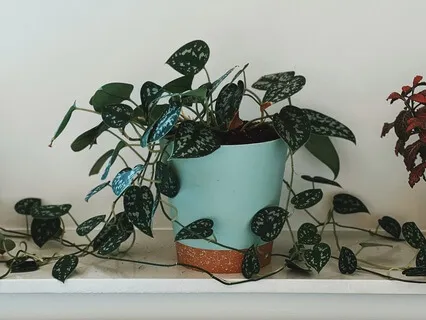 Trust Your Creative Seasons