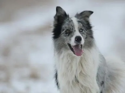 Trust Your Inner Knowing | Sacred Circle & Dog Guides