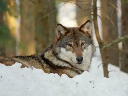 Trust Your Instincts | Animal Spirit Guide Wolf