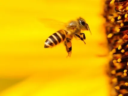 Trust Your Intuition - Break Up With Your Diet Meditation Album