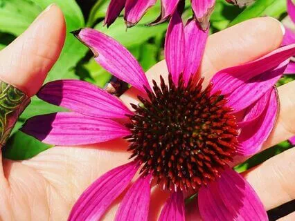 Trusting Growth Meditation