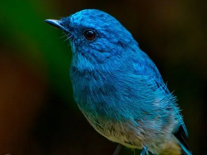 Trusting Inner Wisdom | Third Eye Chakra Talk For Your Pet