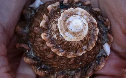 Trusting The Bleed: Womb Meditation While Menstruating