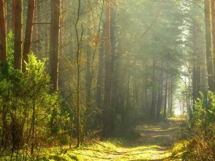 Trusting The Next Step: A Guided Visualization For Clarity