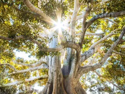 Trusting The Process: A Meditation To Help You Hold Center