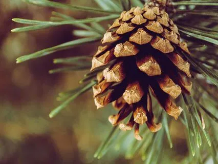 Trusting The Wisdom Of The Moment - Dec 15