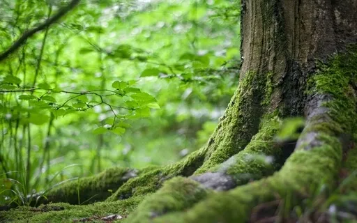 Trusting This Breath