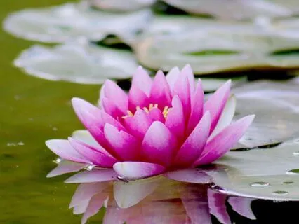 Truth Teller Reminder