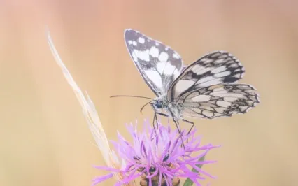 Trying To Get Off The Roller Coaster Increases Overwhelm