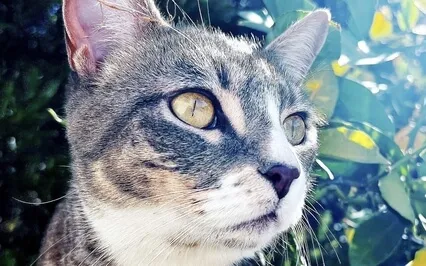 Tu M'insegni L'amore Puro (Bilubo)