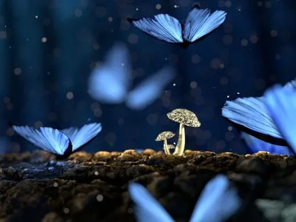 Tucked In: The Butterfly Sanctuary