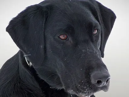 Tucker & Leo | Back Problems